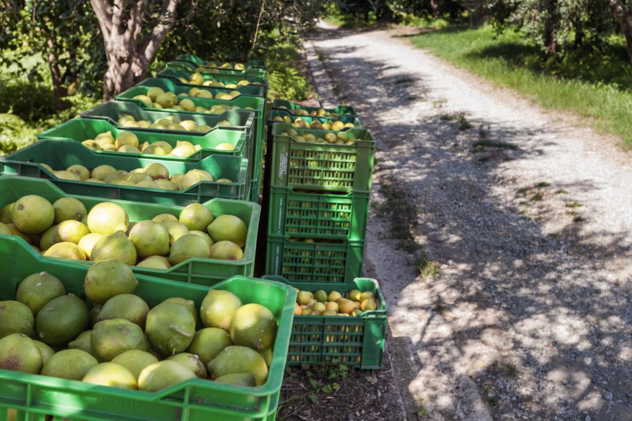 Гостевой дом Agricontura Capri Leone Экстерьер фото