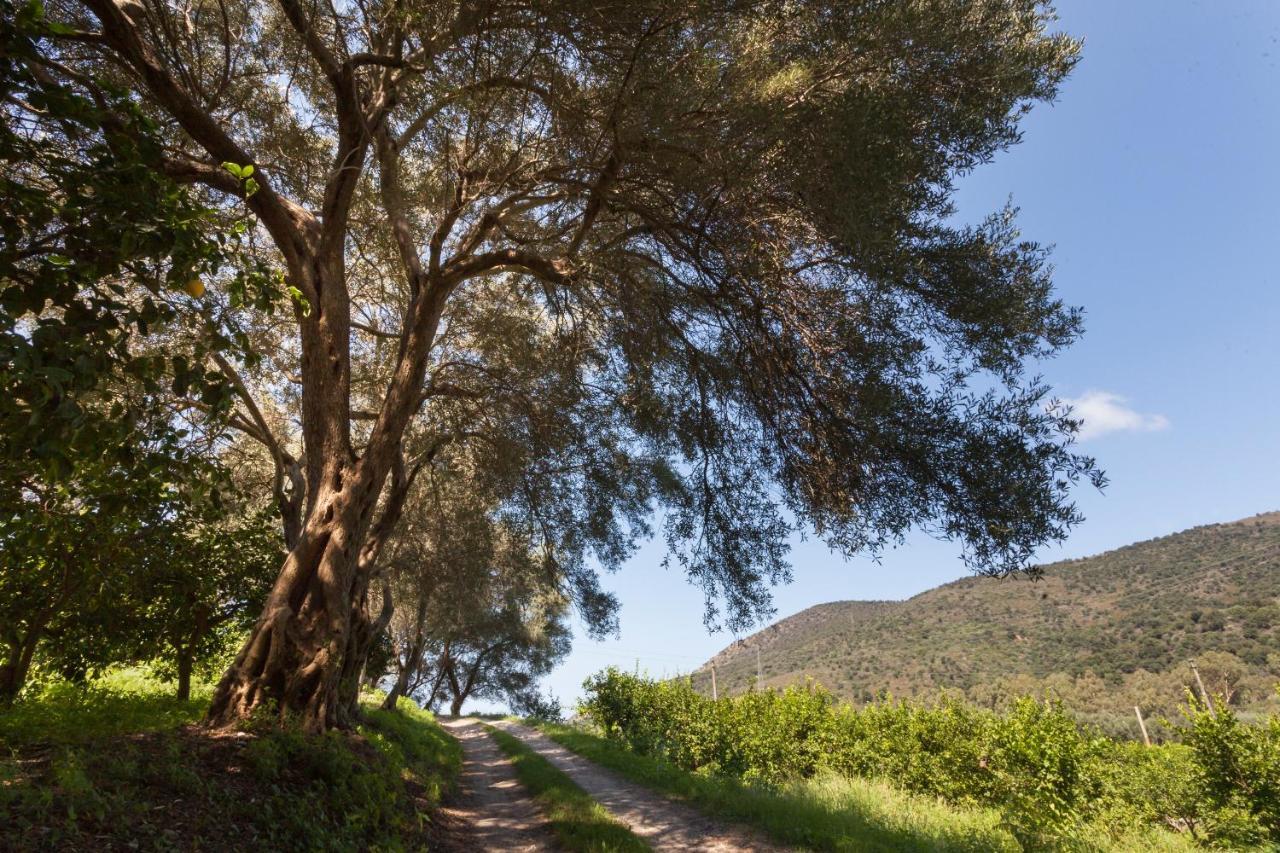 Гостевой дом Agricontura Capri Leone Экстерьер фото